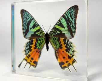Madagascan Sunset Moth in Resin, Chrysiridia rhipheus