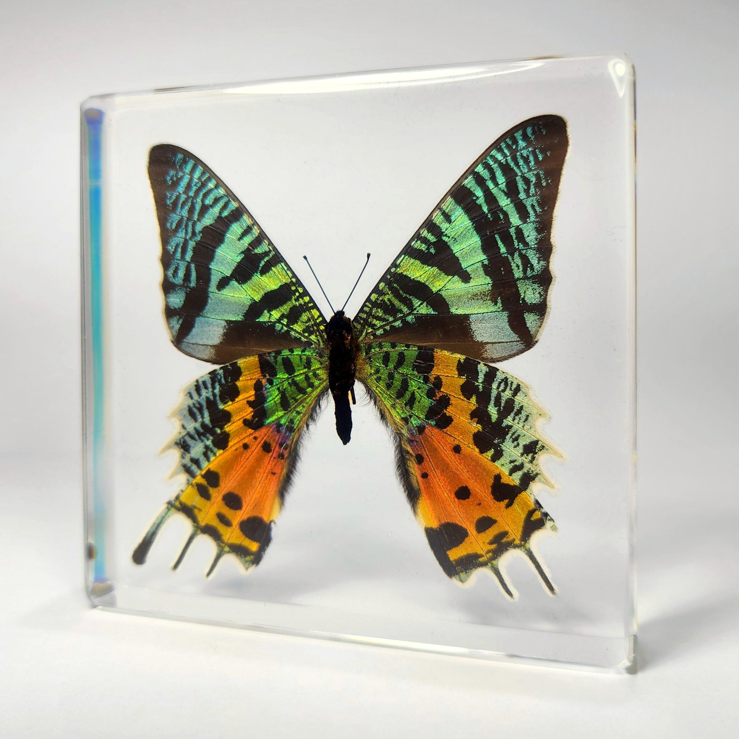 Madagascan Sunset Moth in Resin, Chrysiridia Rhipheus - Etsy