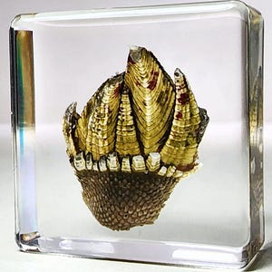 May include: A preserved barnacle encased in clear resin. The barnacle has a textured, brown base and a layered, yellow and white shell with red accents.