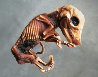 Dried Fetal Pig, Mummified Pig Fetus, Oddities Curiosities