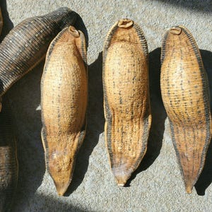 X3 Leeches, Dried Real Leech, Oddities, Curiosities