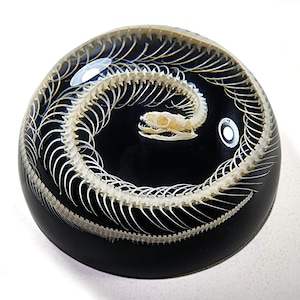 Snake Skeleton in Resin Dome, Oddities decor, Curiosities