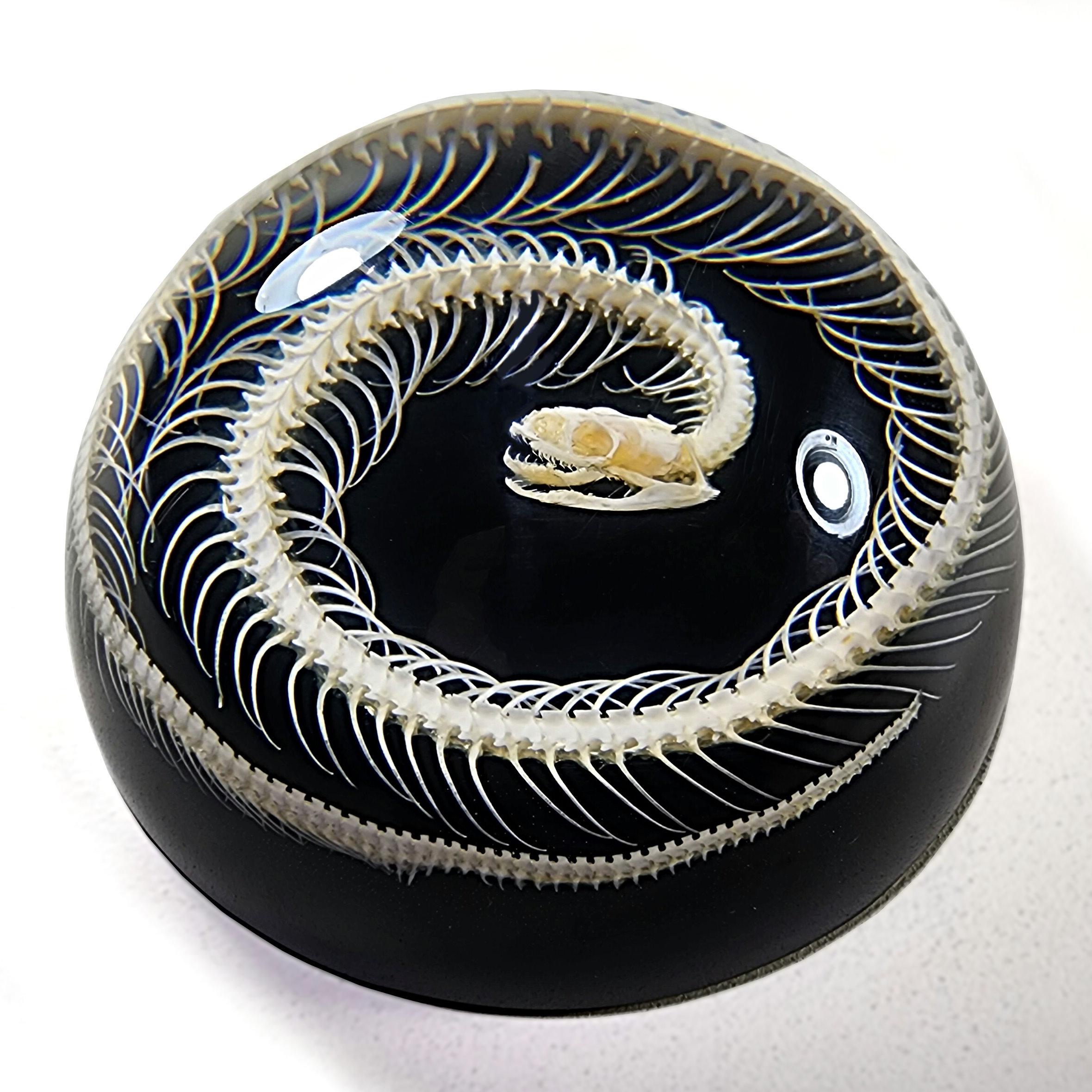 Snake Skeleton in Resin Dome, Oddities decor, Curiosities
