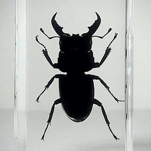 Large Stag Beetle in Resin, Insects In Resin, Odditie, Dorcus titanus platymelus bild 1