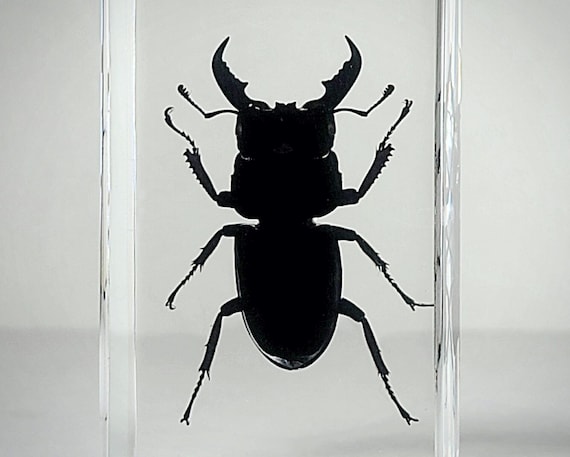 Large Stag Beetle in Resin, Insects In Resin, Odditie, Dorcus titanus platymelus