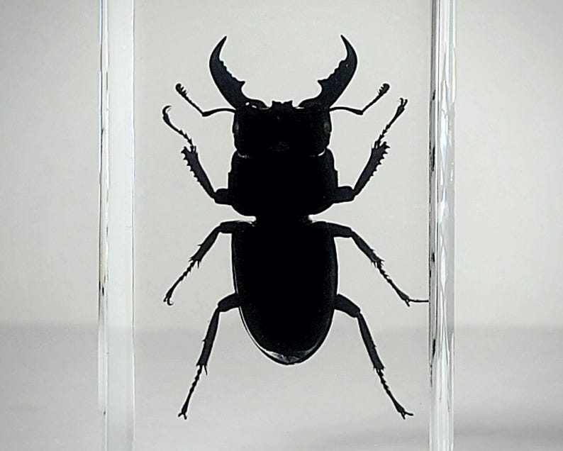 Large Stag Beetle in Resin, Insects In Resin, Odditie, Dorcus titanus platymelus bild 1
