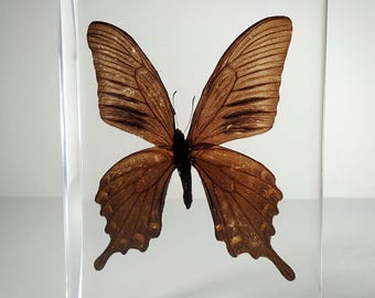Giant Alpine Black Swallowtail Butterfly in Resin, Curiosities