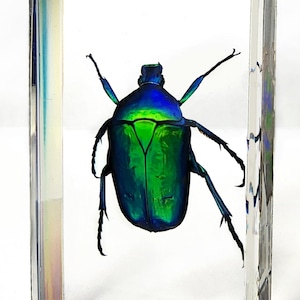 Rose Chafer Beetle in Resin, Insects In Resin, Curiosities