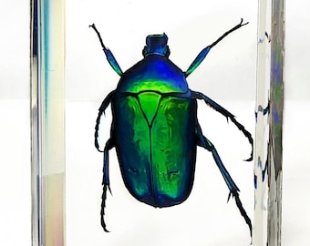 Rose Chafer Beetle in Resin: Insect Curiosities
