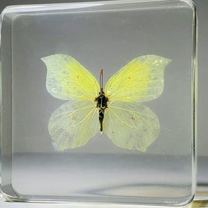 May include: A pale yellow butterfly specimen preserved inside a clear, square-shaped resin block. The butterfly features delicate, translucent wings with faint vein patterns and a dark central body with a single thin, red antenna visible.