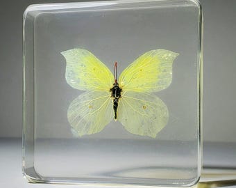 Brimstone Yellow Butterfly in Resin, Curiosities, Gonepterx Rhamni