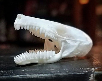 Townsends Mole, Real Animal Skull, Oddities, Curiosities