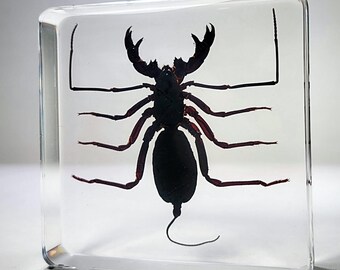 Whip Scorpion in Resin, Oddities Decor, Thelyphonida