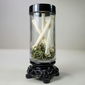 Large Coyote Toe Bones in Jar, Curio Jar, Oddities and Curiosities Decor
