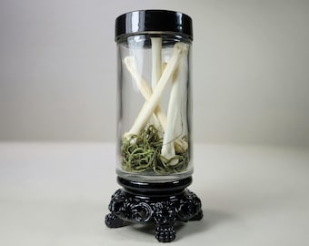 Large Coyote Toe Bones in Jar, Curio Jar, Oddities and Curiosities Decor