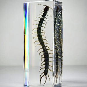 Centipede in Resin, Oddities, Curiosities, Insects In Resin