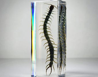 Real Centipede in Resin, Oddities, Curiosities