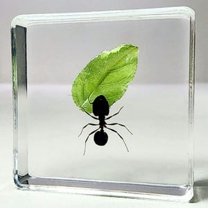 Ant with Leaf, Tiny Insect in Resin Diorama, Curiosities