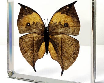 Dead Leaf Butterfly in Resin, Insects In Resin, Oddities, Curiosities