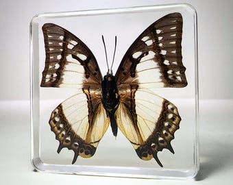China Nawab Butterfly in Resin, Entomology Display, Curiosities