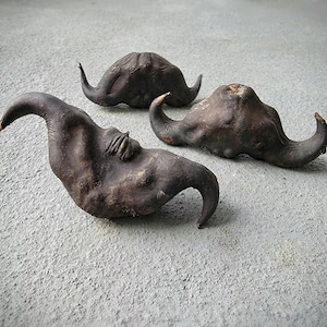 May include: Three brown water chestnut vegetables, also known as Chinese water chestnuts, on a gray concrete surface.