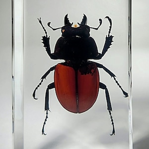 Stag Beetle in Resin, Insects In Resin, Oddities, Neolucanus Swinhoei