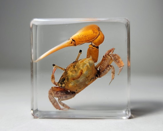 Tiny Crab in Resin, Real Fiddler Crab Specimen, Curiosities - Etsy