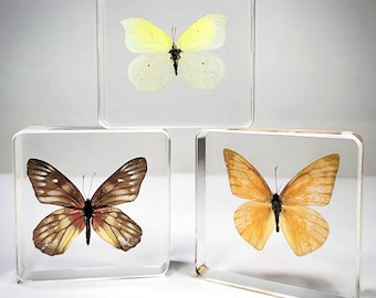 3 Piece Butterfly Set, Butterflies in Resin, Brimstone, Albatross, Jezebel Butterfly