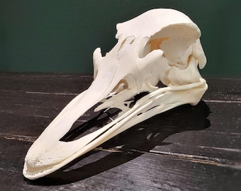 Real Ostrich Skull, Struthio camelus