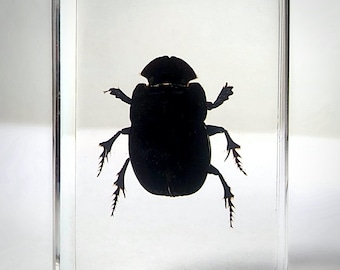 Dung Beetle in Resin, Small Scarab Beetle Curiosities