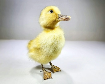 Taxidermy Yellow Duckling, Oddities, Curiosities, Real Taxidermy Baby Duck