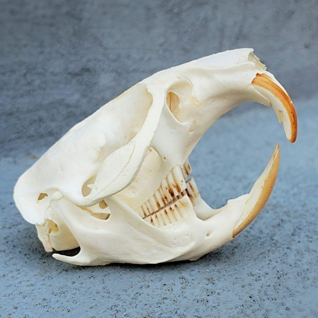 スナネズミ（Mongolian gerbil）頭骨 il_1080xN.6275772476_p81b.jpg