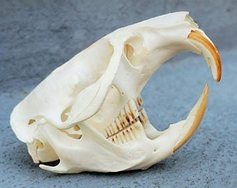 Real Gopher Skull, Animal Skulls and Bones, Oddities, Curiosities