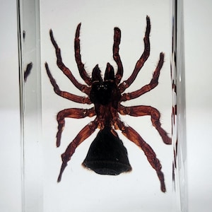 Hourglass Spider in Resin, Trapdoor Spider, Insects In Resin