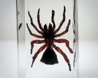 Hourglass Spider in Resin, Trapdoor Spider, Insects In Resin