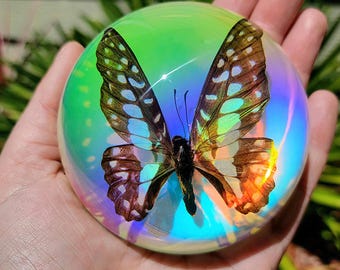 Iridescent Common Jay Butterfly Rainbow Dome, Curiosities