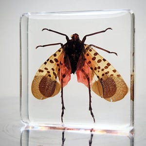 Tiny Spotted Lanternfly in Resin, Insects In Resin, Curiosities