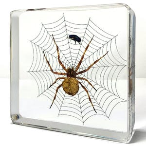 Fly and Spider on Web in Resin, Oddities Decor, Araneus ventricosus