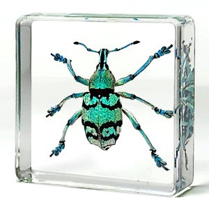 Rare Tiny Blue Weevil in Resin, Real Beetle in Resin, Eupholus chevrolati