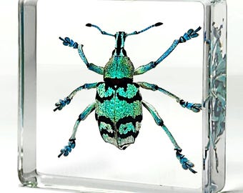 Rare Tiny Blue Weevil in Resin, Real Beetle in Resin, Eupholus chevrolati