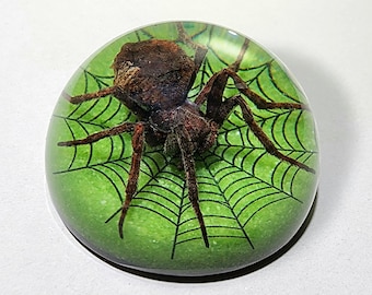 Spider with Web in Resin Dome, Insects In Resin, Green