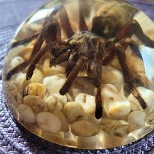 K&ouml;nnte beinhalten: Eine gro&szlig;e, braune Vogelspinne, die in klarem Harz mit kleinen wei&szlig;en und braunen Steinen eingeschlossen ist. Die Spinne ist mit ausgestreckten Beinen positioniert.