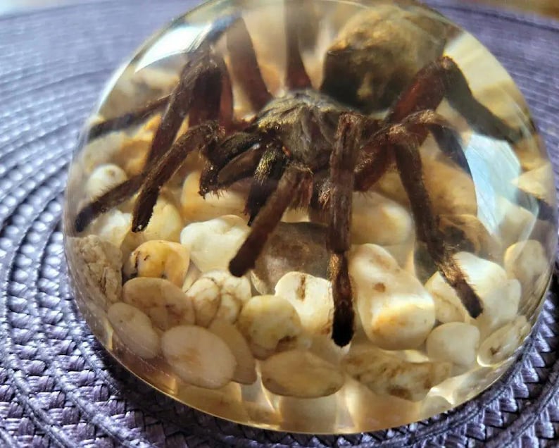 K&ouml;nnte beinhalten: Eine gro&szlig;e, braune Vogelspinne, die in klarem Harz mit kleinen wei&szlig;en und braunen Steinen eingeschlossen ist. Die Spinne ist mit ausgestreckten Beinen positioniert.