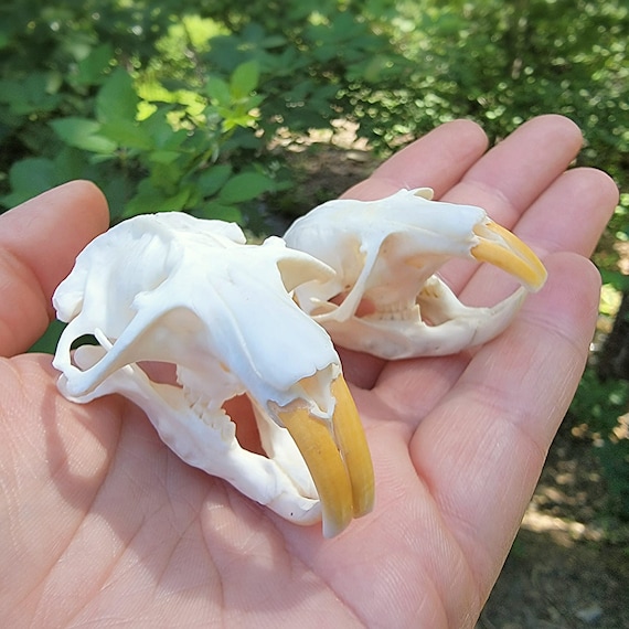Real Gopher Skull, Animal Skulls and Bones, Oddities, Curiosities