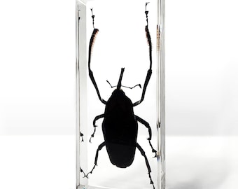 Long Armed Bamboo Weevil Specimen: Insects in Resin