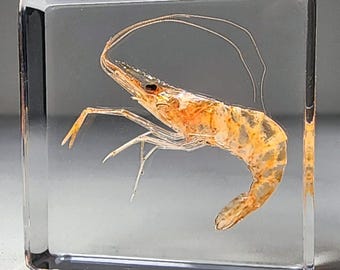 Tiny Shrimp in Resin, Real Freshwater Prawn, Aquatic Oddities