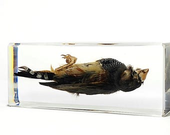 Zebra Finch, Bird in Resin, Oddities, Curiosities, Taeniopygia castanotis