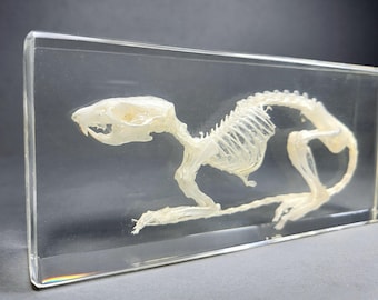 Rat Skeleton in Resin, Oddities Decor, Curiosities