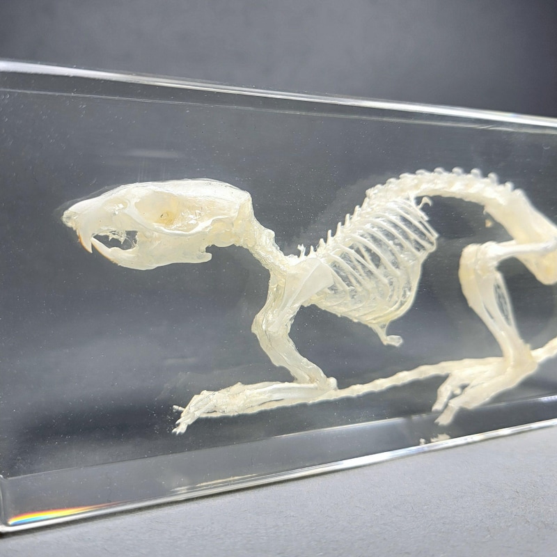 Animal Skeletons in Resin - Etsy