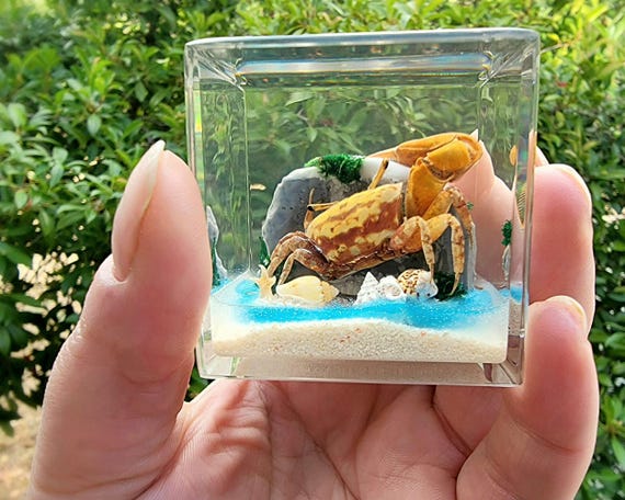 Fiddler Crab in Resin Cube, Crab Diorama Display, Aquatic Oddities